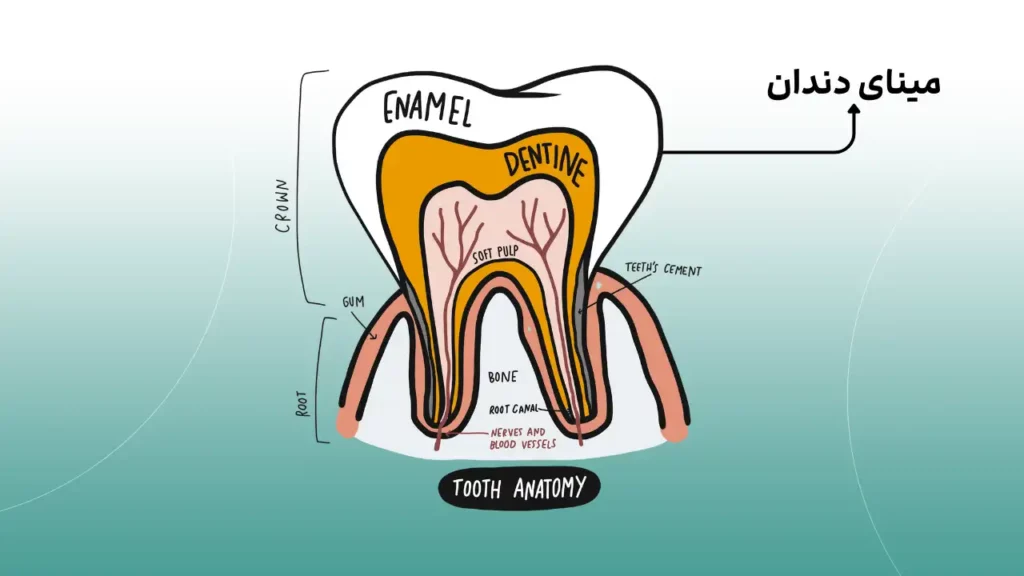 عکس آناتومی مینای دندان