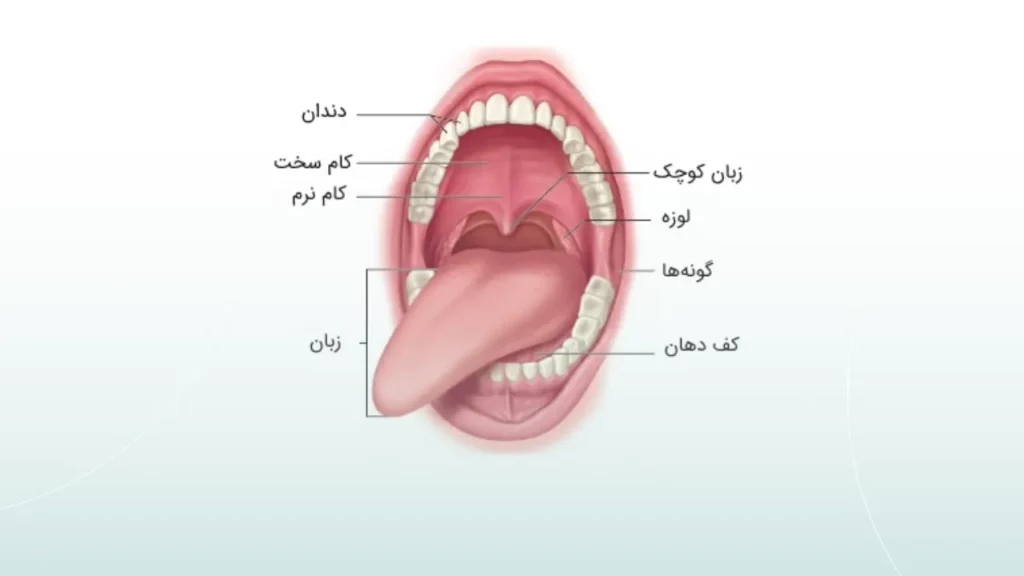 آناتومی سقف دهان